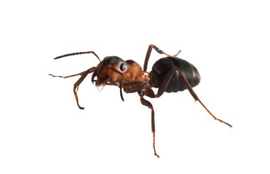 Isolated brown ant clipart