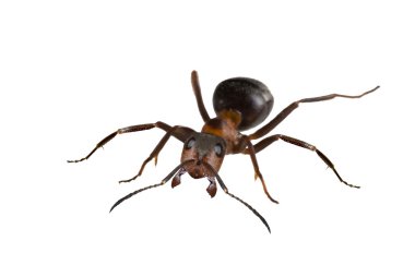 Brown big isolated ant clipart