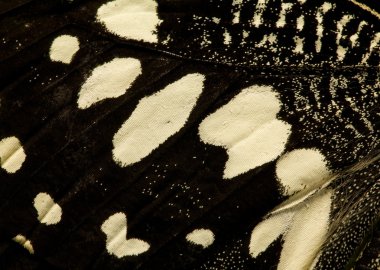 siyah-beyaz kelebek kanat