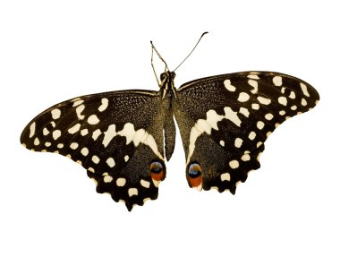 Butterfly with two red points clipart