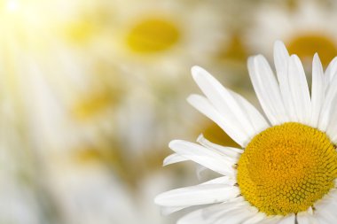 White chamomile under sun clipart