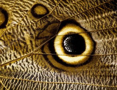 Owl butterfly wing macro clipart