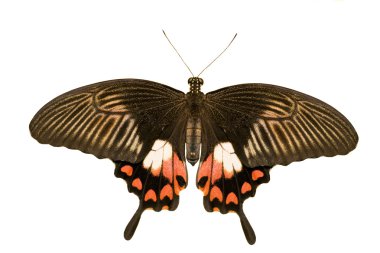 Papilio polytes isolated on white clipart