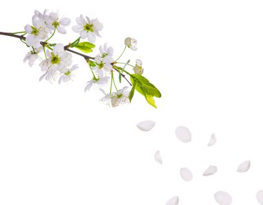 Spring cherry tree flowers and petals clipart