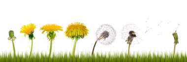 Dandelions life in grass clipart