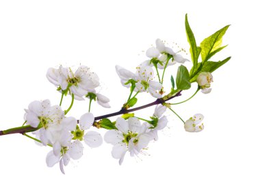 White cherry blooming close-up clipart