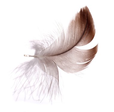 Dark brown feather isolated on white clipart