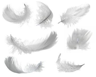 Seven white feathers clipart