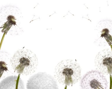 Dandelion frame isolated on white clipart