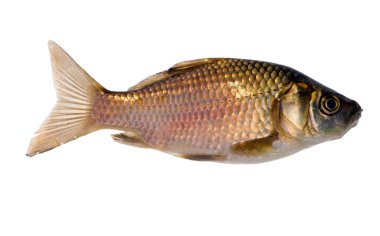 Isolated on white golden fish clipart