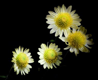 groep van lichte bloemen op black