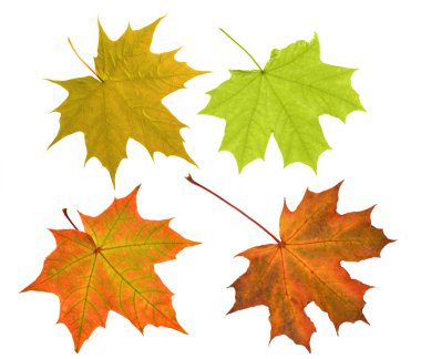 Four maple leaves isolated on whitee clipart