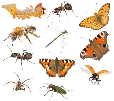 Insect macro collection clipart