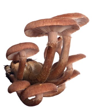 Isolated brown honey fungus clipart