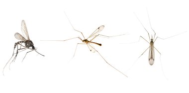 Three mosquitoes isolated on white clipart