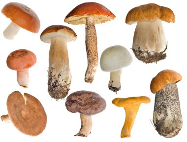 Edible mushrooms collection clipart