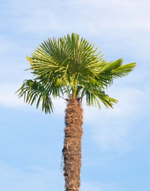 Mavi gökyüzü arka planında palmiye ağacı