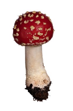 Dark red fly-agaric mushroom clipart