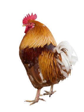 Orange rooster isolated on white clipart