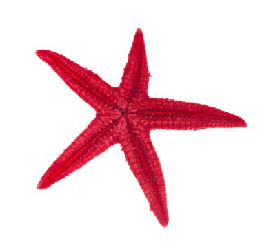 beyaz izole kırmızı deniz yıldızı
