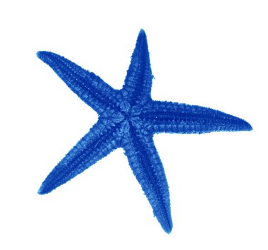 Blue starfish isolated on white clipart