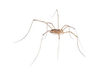 uzun bacaklı örümcek makro