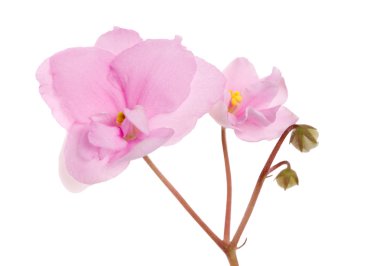 Two pink violets branch clipart