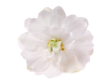 White violet isolated flower clipart