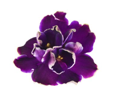 Dark violed with white edges clipart