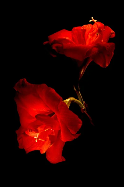 孤立在黑色的两个大红色花朵 — 图库照片