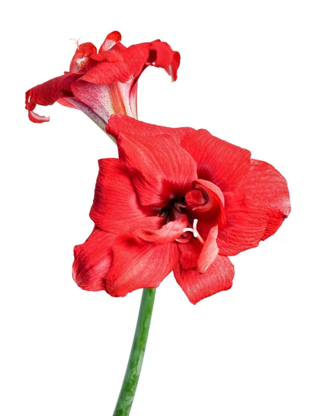 Dvě červené Amarylis květy na bílém pozadí — Stock fotografie