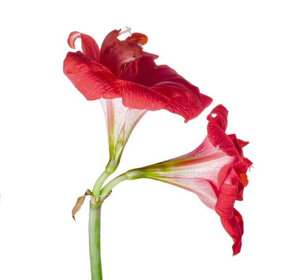 stock image Two isolated amaryllis flowers