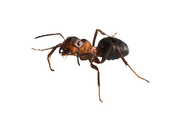 Изолированный бурый муравей — стоковое фото