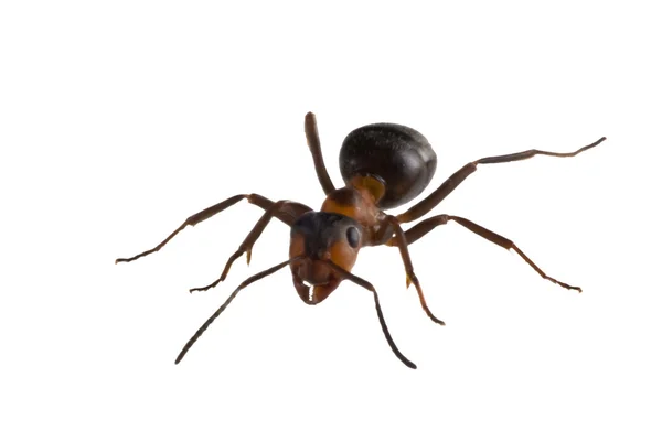 Коричневий великий мураха на білому — стокове фото