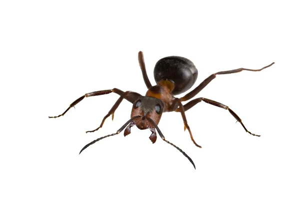 Brązowy duży mrówka na białym tle — Zdjęcie stockowe