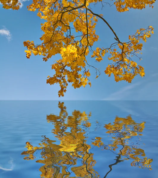 Zlatý javor větve reflexe — Stock fotografie