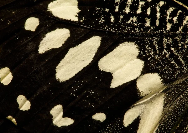 Černé a bílé motýlí křídlo — Stock fotografie