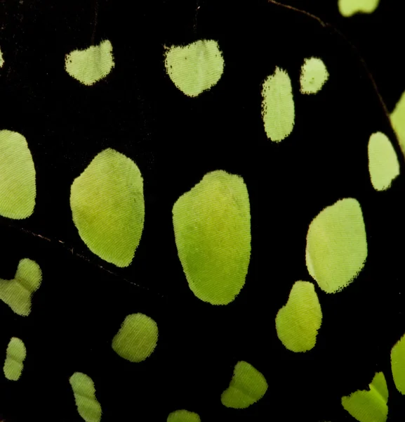 Schwarzer und grüner Schmetterlingsflügel — Stockfoto