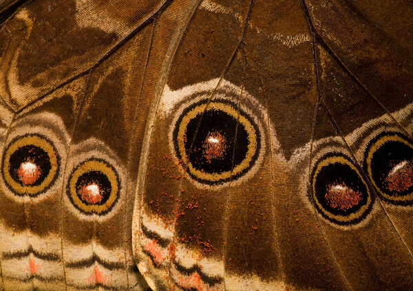 Morpho butterfly wing bottom side
