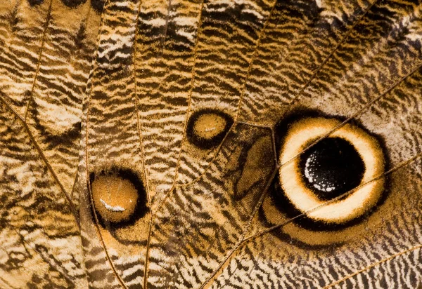 Stock image Owl butterfly wing close-up