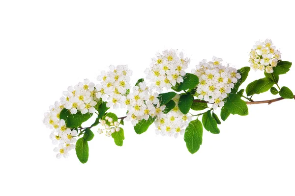 Spring branch with many white flowers — Stock Photo, Image