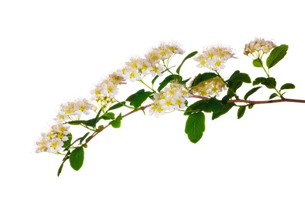 Ανοιξιάτικο κλαδί με λευκά λουλούδια — Φωτογραφία Αρχείου