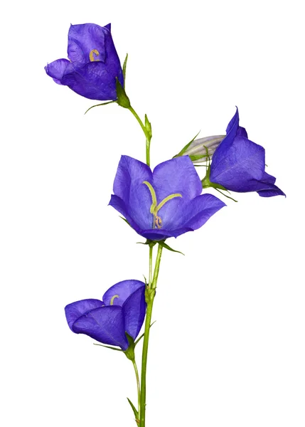 白で隔離される青いカンパニュラメジウム切り花の受粉花 — ストック写真