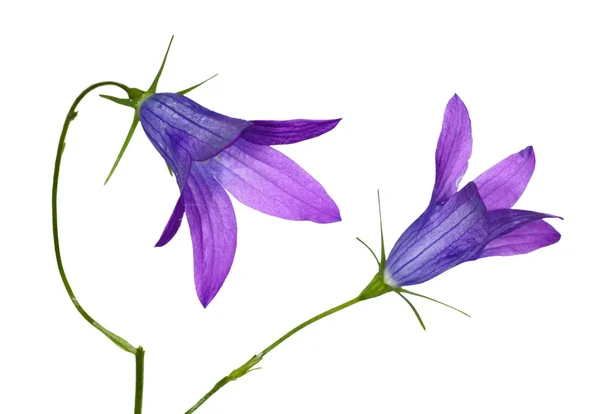 2 つの青いカンパニュラメジウム切り花の受粉花 — ストック写真