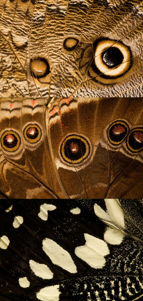 Three butterfly wing textures