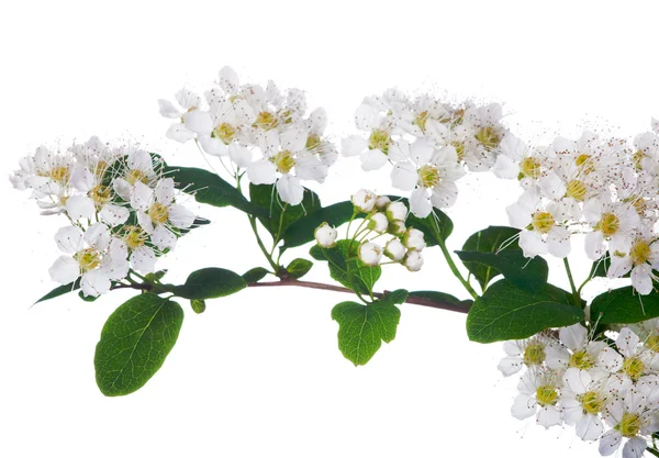 White flower spring branch — Stock Photo, Image