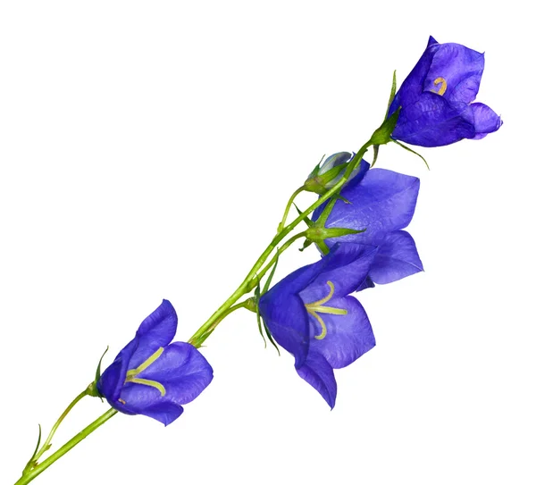 Τέσσερις campanula μπλε λουλούδια — Φωτογραφία Αρχείου