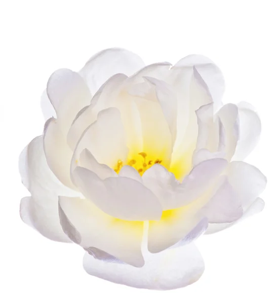 Single white brier flower — Stock Photo, Image
