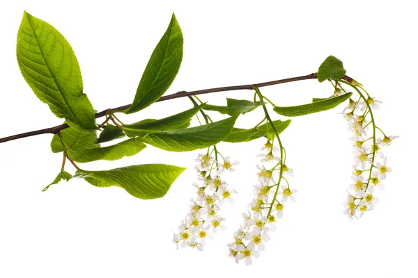 Vogel Kirschbaum Zweig mit Blumen — Stockfoto