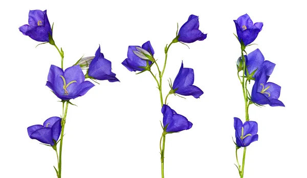 Sarja sininen campanula kukkia — kuvapankkivalokuva